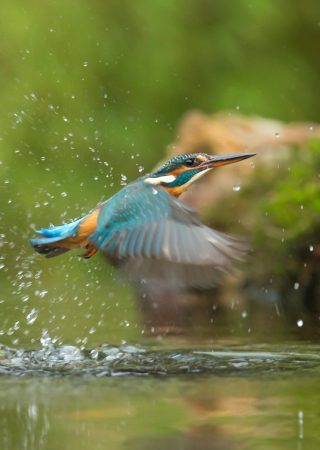 azellus connaissance caractérisation biodiversité des milieux aquatiques dordogne